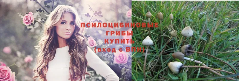 Псилоцибиновые грибы Magic Shrooms  Кисловодск 